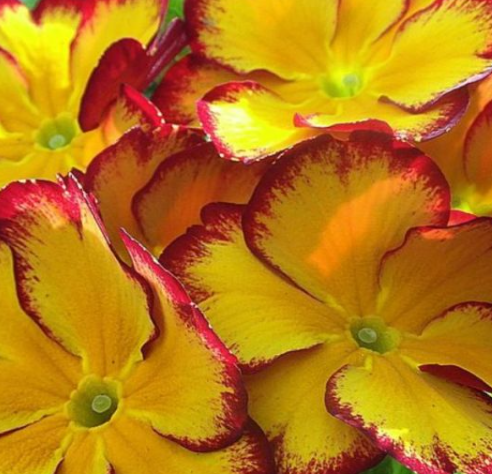 2021 04 19πρίμουλες